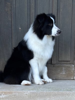 Étalon Border Collie - A Star Born To Shine De L'Ivresse D'Amour