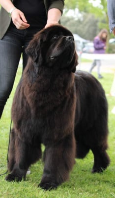 She drives me crazy de la pommeraie du jet