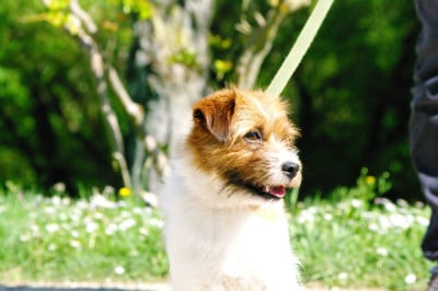 Étalon Jack Russell Terrier - jonu's jr Missandei VS Missou