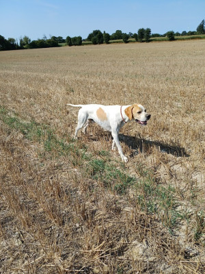 Étalon Pointer - SHOW dit SAPHIR De L'auge Des Sabotiers