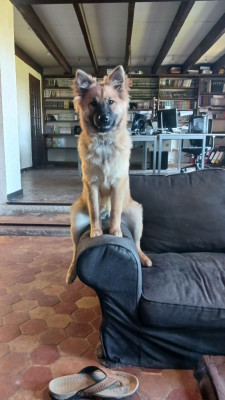 Étalon Eurasier - Paprika Du Fluff De Soie