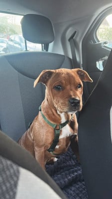 Étalon Staffordshire Bull Terrier - AVA KIZUNA SPIRIT