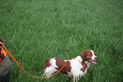 Étalon Epagneul Breton - Rir'sly de la coulée notre dame de la Coulee Notre Dame
