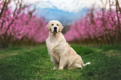 Étalon Golden Retriever - Alpha Canis Majoris Des Terres De Diane