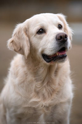 Étalon Golden Retriever - Obviously Perfect Des Jardins D'Epona