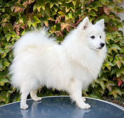 Étalon Spitz japonais - Aika Perlo Harmonija