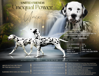 Étalon Dalmatien - CH. United Friends Unequal power