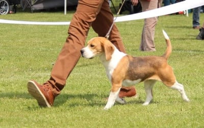 Étalon Beagle - Sunrise Des Courants De La Selle