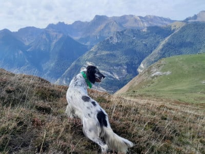 Étalon Setter Anglais - Valda des grès rouges Des Grés Rouges