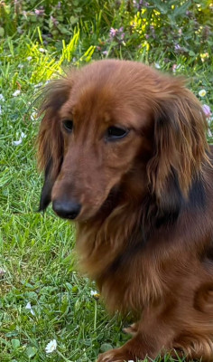 Étalon Teckel poil long - Afrodita klamap debra