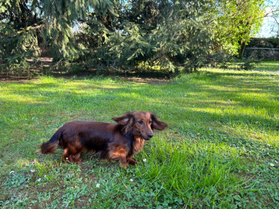 Étalon Teckel poil long - Athena klamap debra