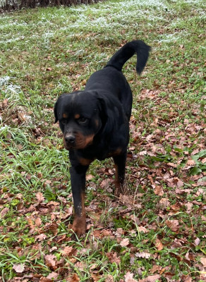 Étalon Rottweiler - Urius des heritiers de rahan
