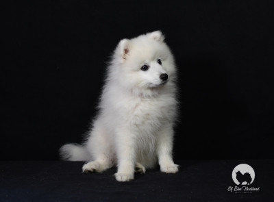 Étalon Spitz japonais - Ayumi Kibo Suki (Sans Affixe)