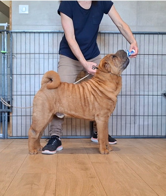 Étalon Shar Pei - Austin Power des Senteurs d'Opium Titre Initial
