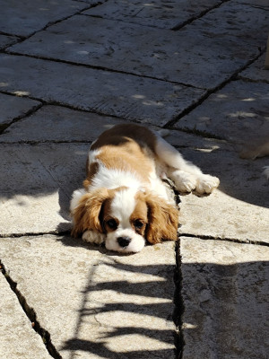 Étalon Cavalier King Charles Spaniel - A Kiss From France Of little by little