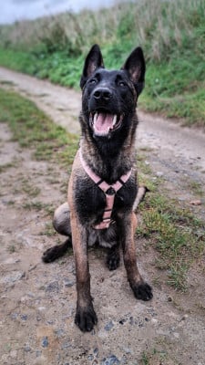 Étalon Berger Belge - Athena Des Crocs D'Oska
