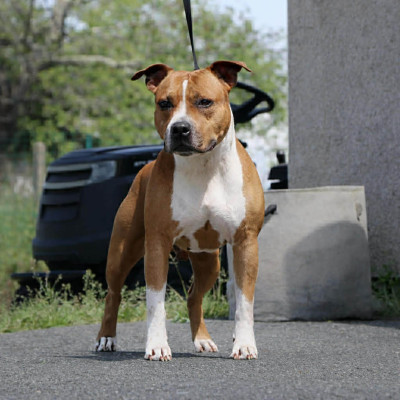 Étalon American Staffordshire Terrier - Notorious Ast Rider Hot Ticket