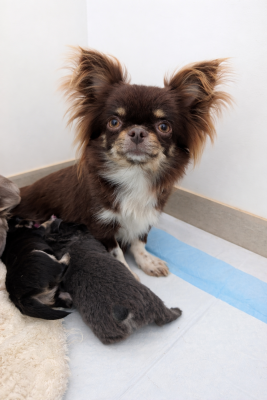 Étalon Chihuahua - Vick De Doukywa