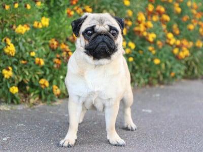 Étalon Carlin - V'Aqua De La Cour Des Iles