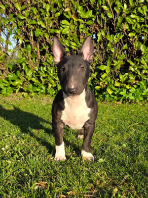 Étalon Bull Terrier Miniature - Yellowstone The Mirror Of Freedom
