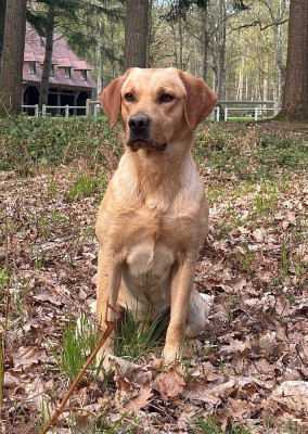 Étalon Labrador Retriever - Connivence Virgin River "Wilson"