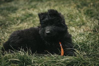 Étalon Berger Allemand Poil Long - Be Disruptive Aspen Vom Haus Schonen Rosen