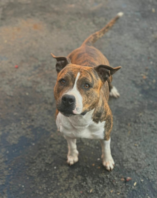 Étalon American Staffordshire Terrier - Tornade Angels Of Paradise