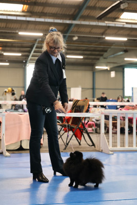 Étalon Spitz allemand - CH. UBIE Des Hauts De Montlas