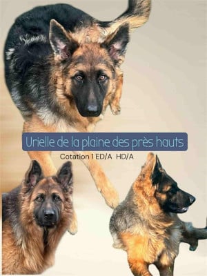 Étalon Berger Allemand Poil Long - Urielle de La Plaine Des Prés Hauts