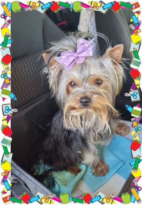 Étalon Yorkshire Terrier - Aymie de terre basse