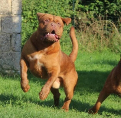 Étalon Dogue de Bordeaux - Touffu Unbelievadog