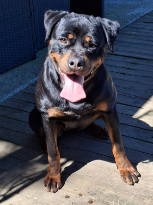 Étalon Rottweiler - U'Too vom Hause Bouhfour