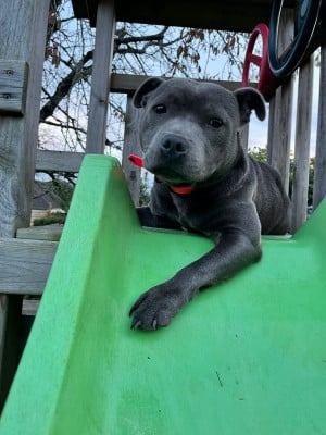 Étalon Staffordshire Bull Terrier - Ulla (Sans Affixe)