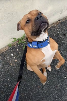 Étalon Staffordshire Bull Terrier - Ulysse (Sans Affixe)