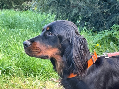 Étalon Setter Gordon - Api des taillis de la borderie