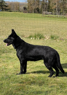 Étalon Berger Allemand - VANILLA SKY des trésors du maquis