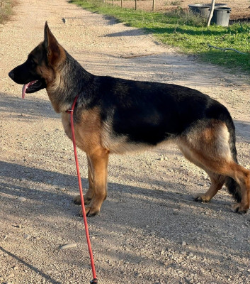 Étalon Berger Allemand - VOLSUNGA Les fideles de la chataigneraie