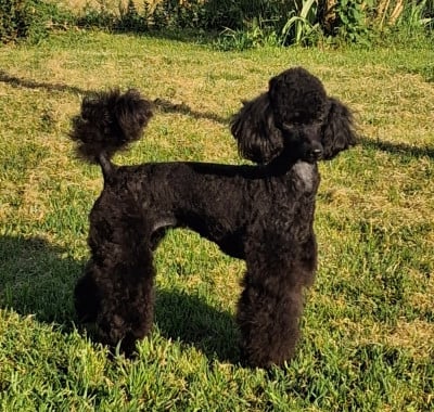 Étalon Caniche - Violette du domaine de puymoulin
