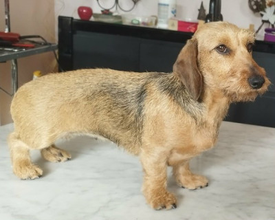 Étalon Teckel poil dur - Salamandas de la Légende d'Androclès de la légende d'Androclès