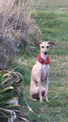 Étalon Petit Levrier Italien - A'Wanda Who Always Laughs Vom Sommerblues