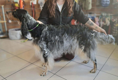 Étalon Setter Anglais - Thora Des Rives du Clain