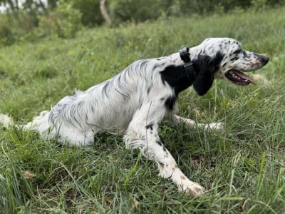 Étalon Setter Anglais - Vixen des Cabanes Tchanquées