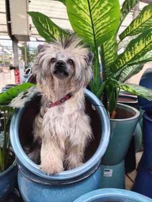Étalon Chien chinois à crête - Aliénor Duchesse Des Crêtes du Saussay Des Crêtes Du Saussay