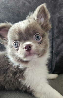 Étalon Chihuahua - Blue Dance You shine like a star