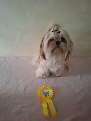 Étalon Shih Tzu - Abbie Au Royaume Des Géraniums
