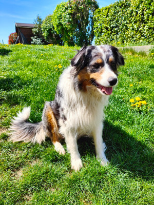 Étalon Berger Australien - Saphire Du Domaine Du Chien Bleu