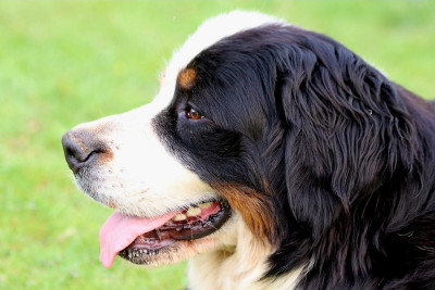 Étalon Bouvier Bernois - U'Peach De la Ferme de la Pessoutie