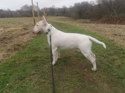 Étalon Bull Terrier - Rude Boy Tale Of Love