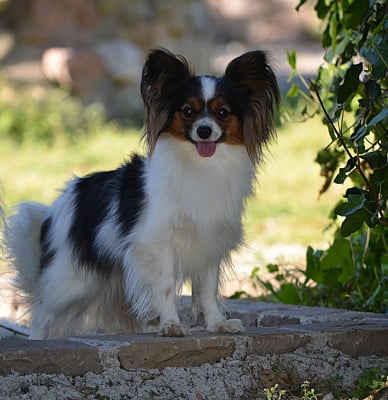 Étalon Epagneul nain Continental (Papillon) - Velcro Du Domaine De Beryl