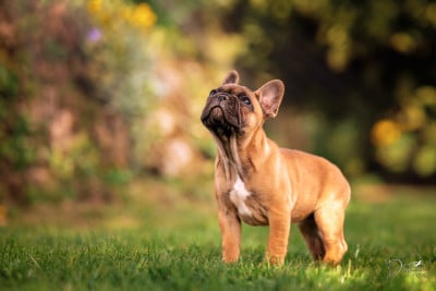 Étalon Bouledogue français - De La Longère Du Geai Normand BEAUTY BEAST BRIGIT